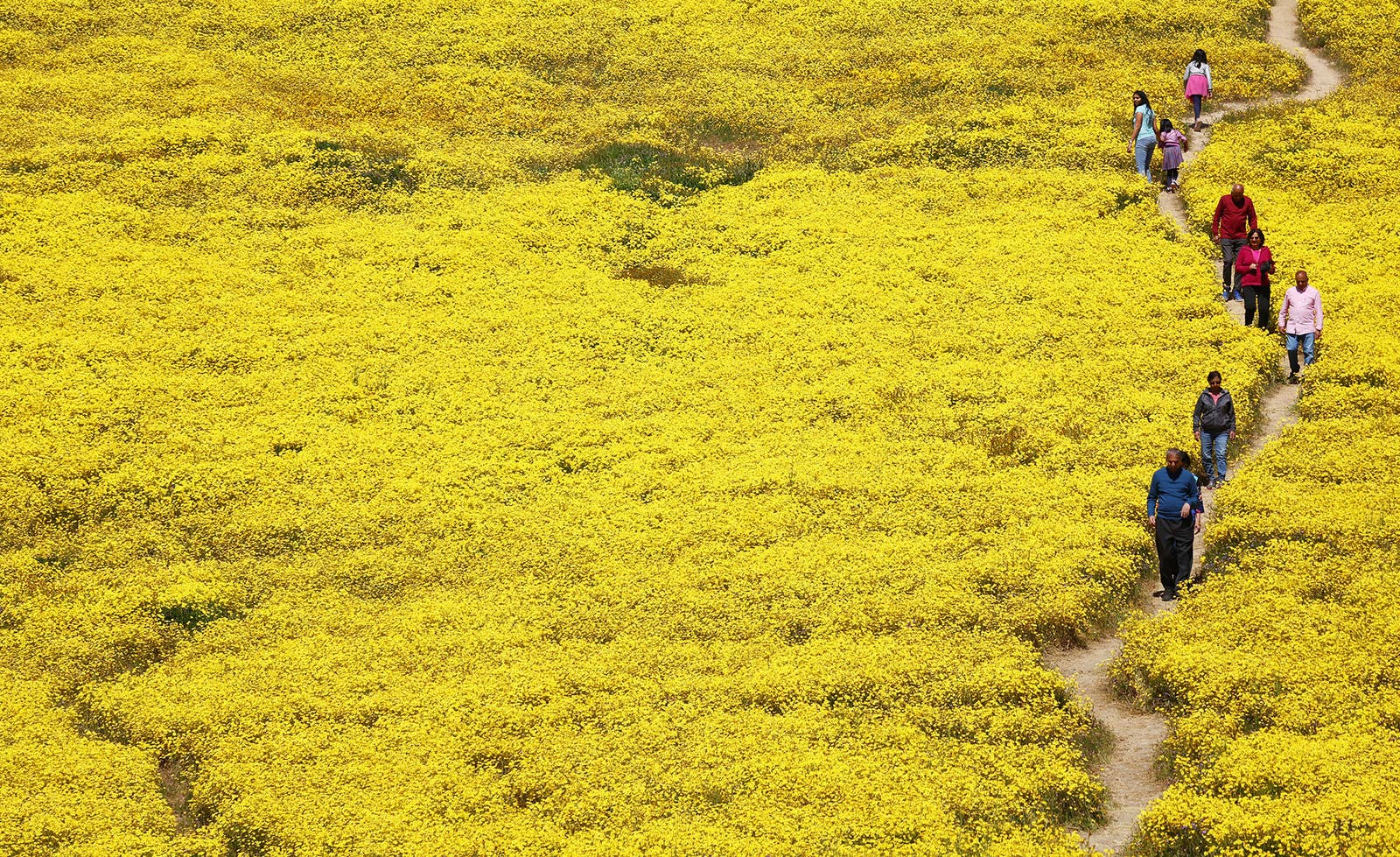 California is exploding with superblooms this year. Here's why.