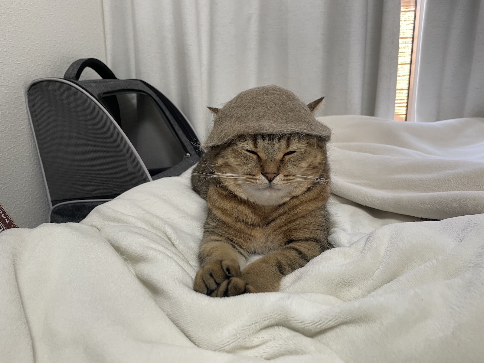 愛猫の抜け毛で「猫用サウナハット」を作ってみたら…？まさかの「整い