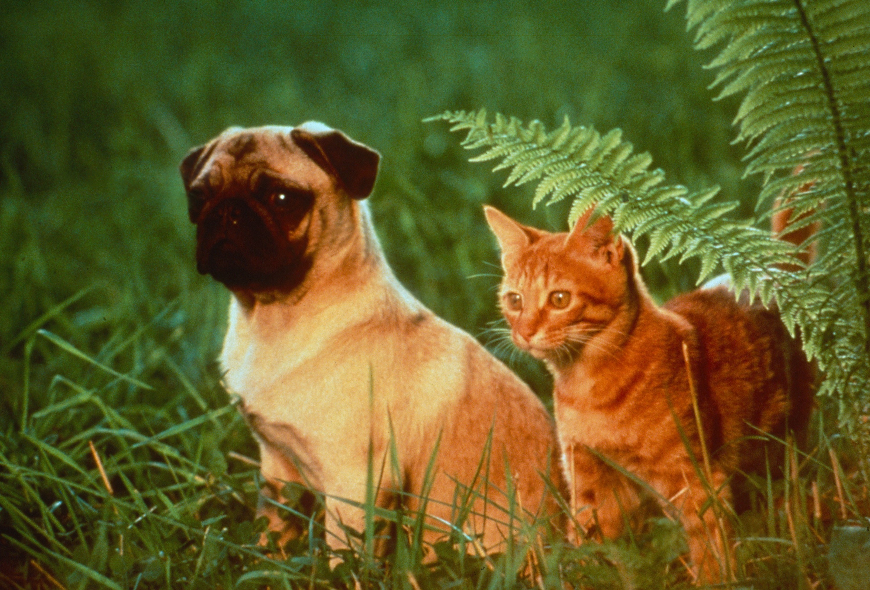 Screenshot from &quot;The Adventures of Milo and Otis.&quot;