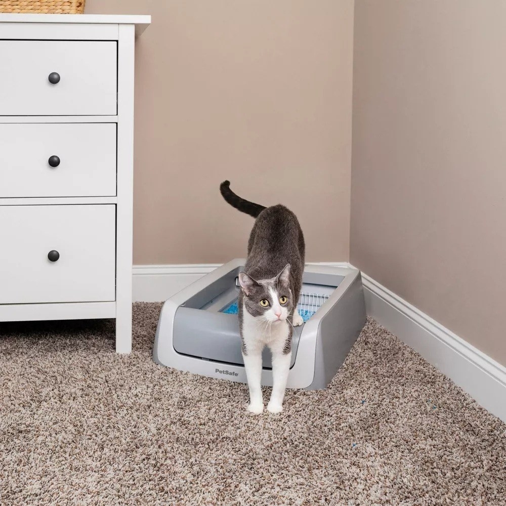 a cat using the gray and white litterbox