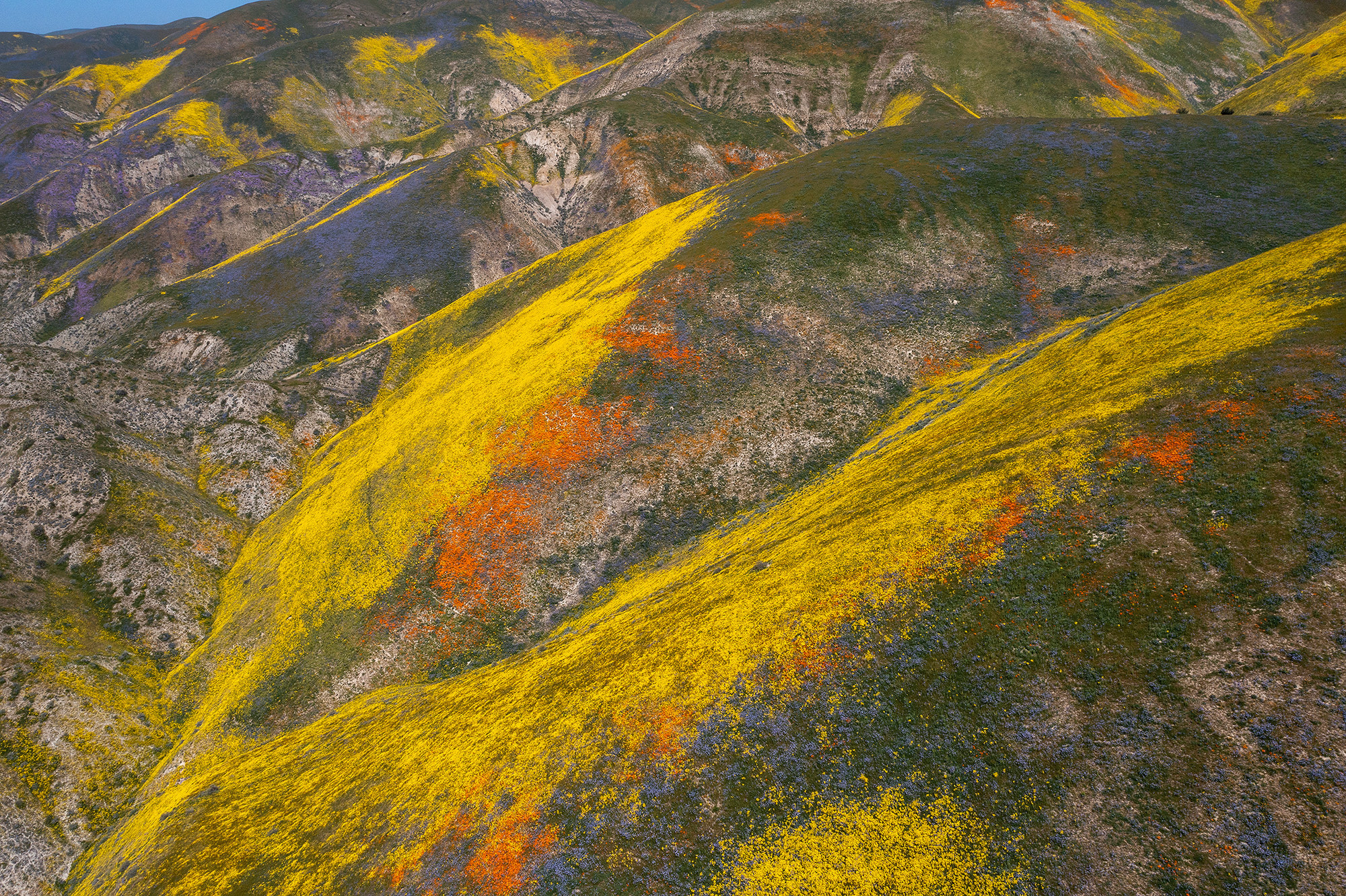 aerial view of a mountain range covered in yellow and orange wildflowers