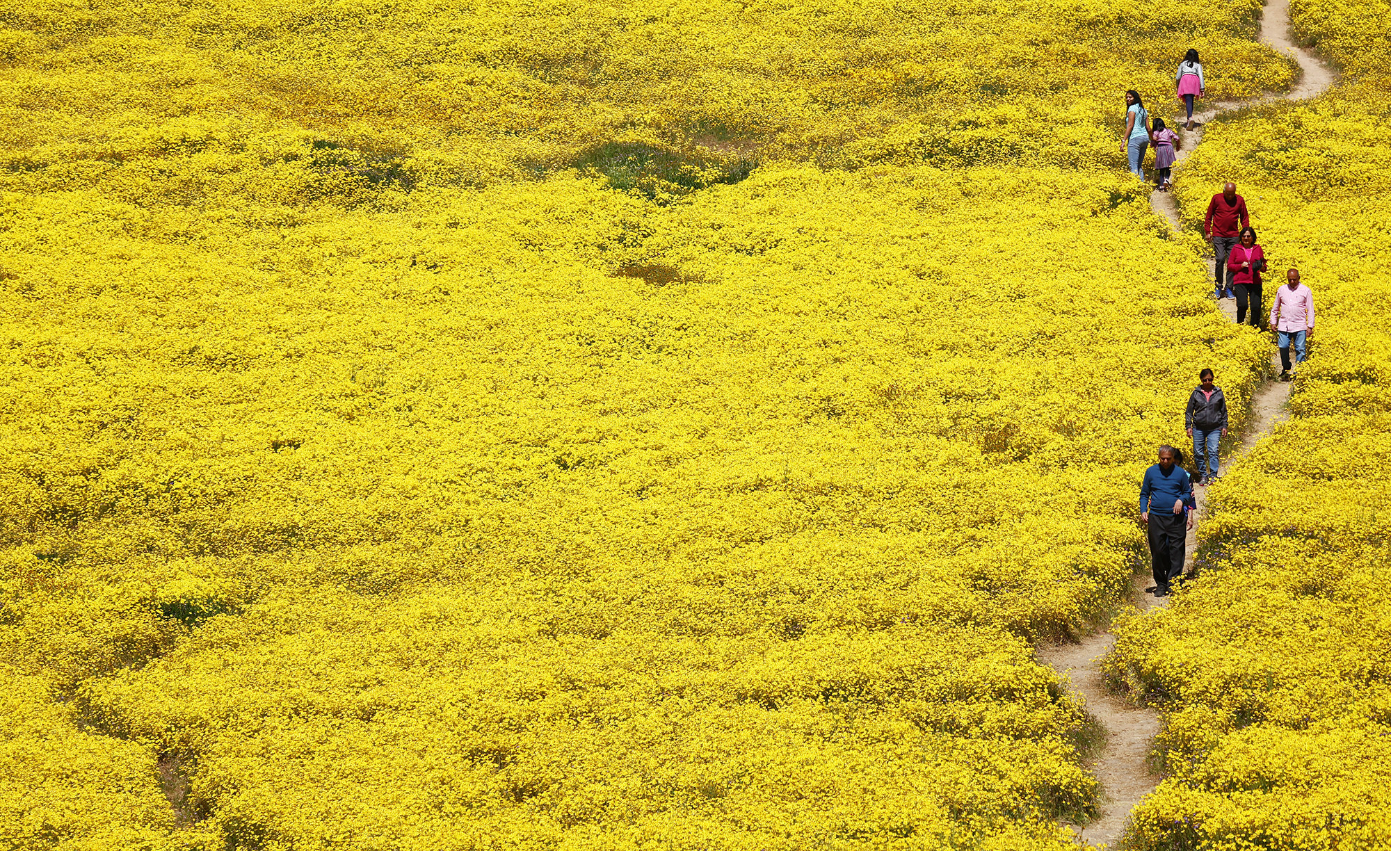 people walk on a trail through a field of yellow wildflowers