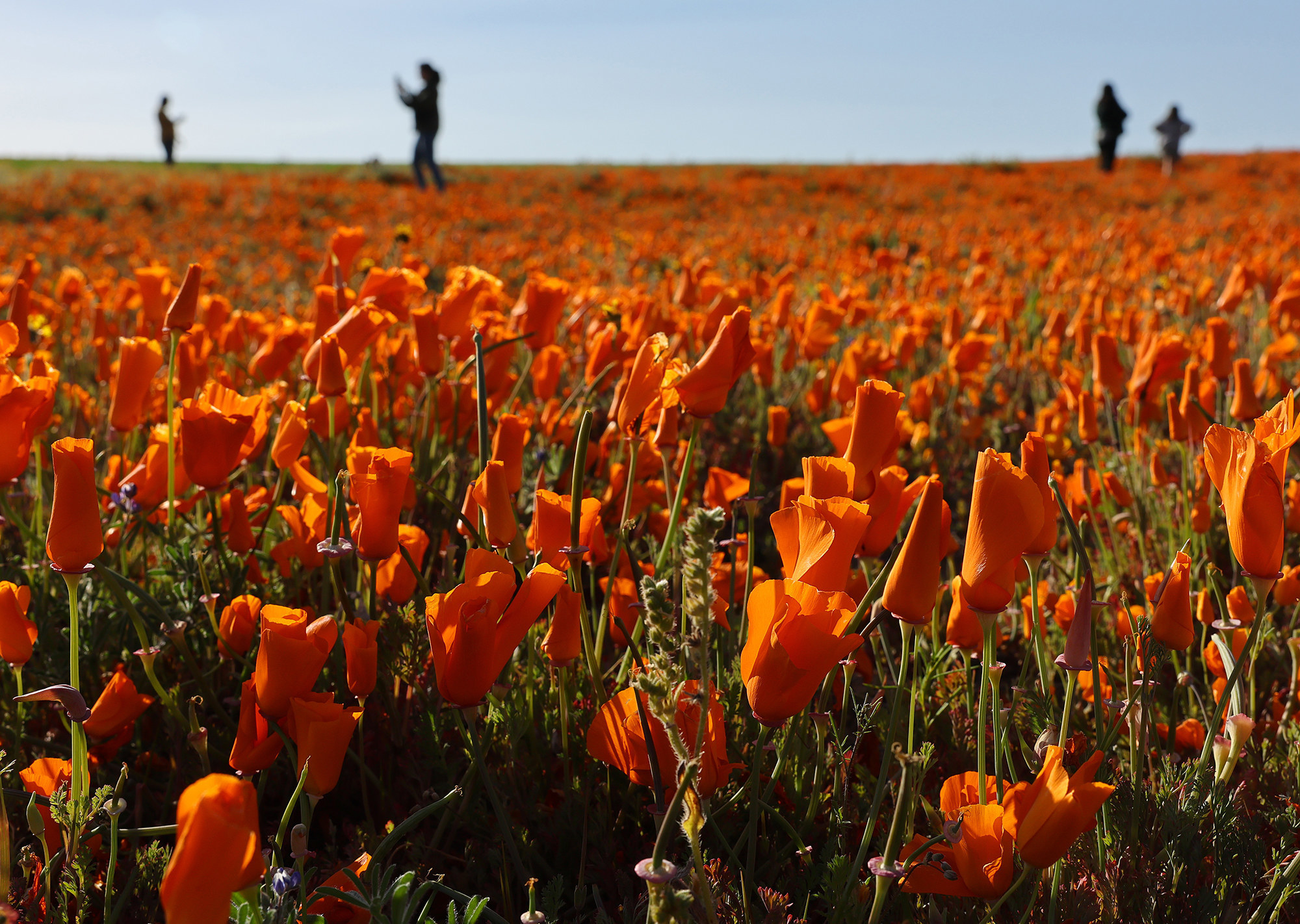 Field full of bright orange poppies