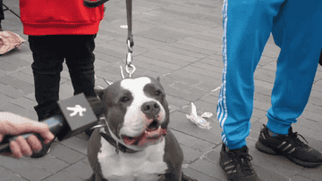 dog on leash barking into microphone