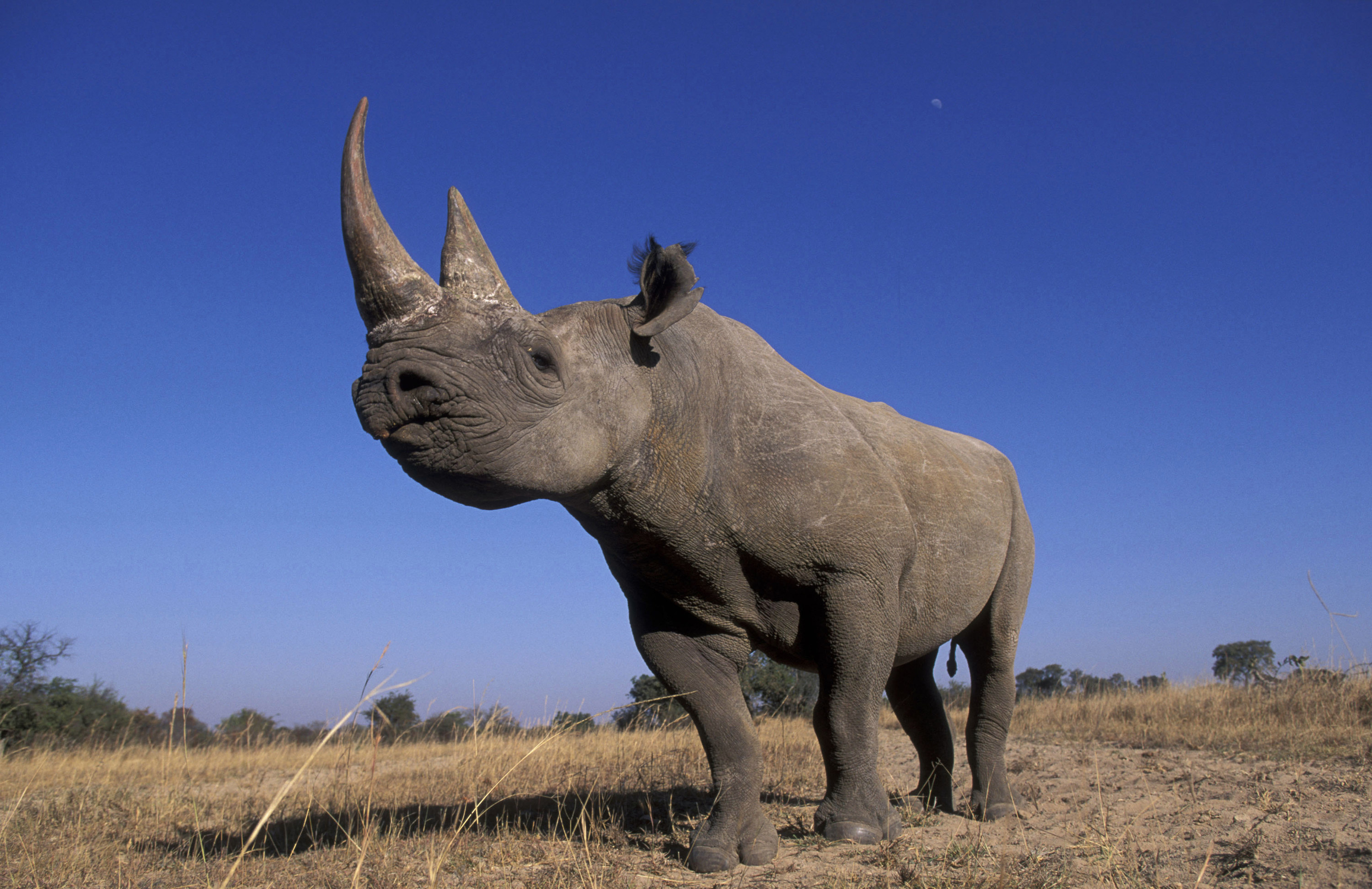 Воловьи птицы и носорог тип. Западный черный носорог. Африканский белый носорог. Западный черный носорог вымерший. Африканский черный носорог.