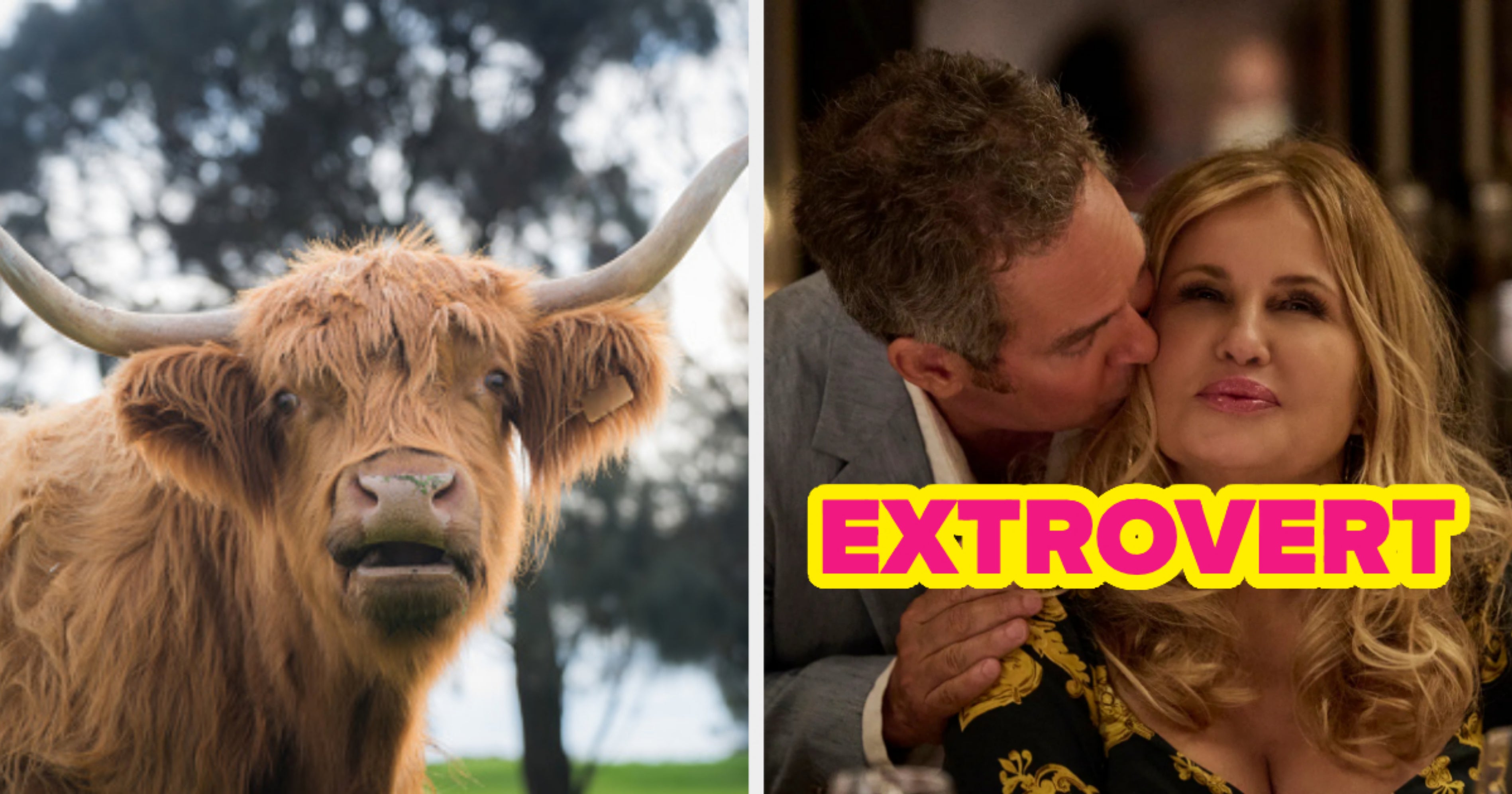 Am I Extroverted Or Introverted? Animal Quiz