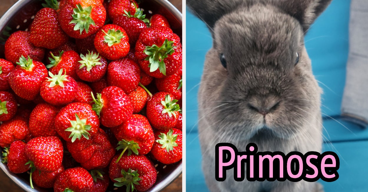 Which Of My Pets Are You Quiz