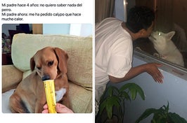 Dads and dogs basically have the same interests: naps, snacks, wandering the house...