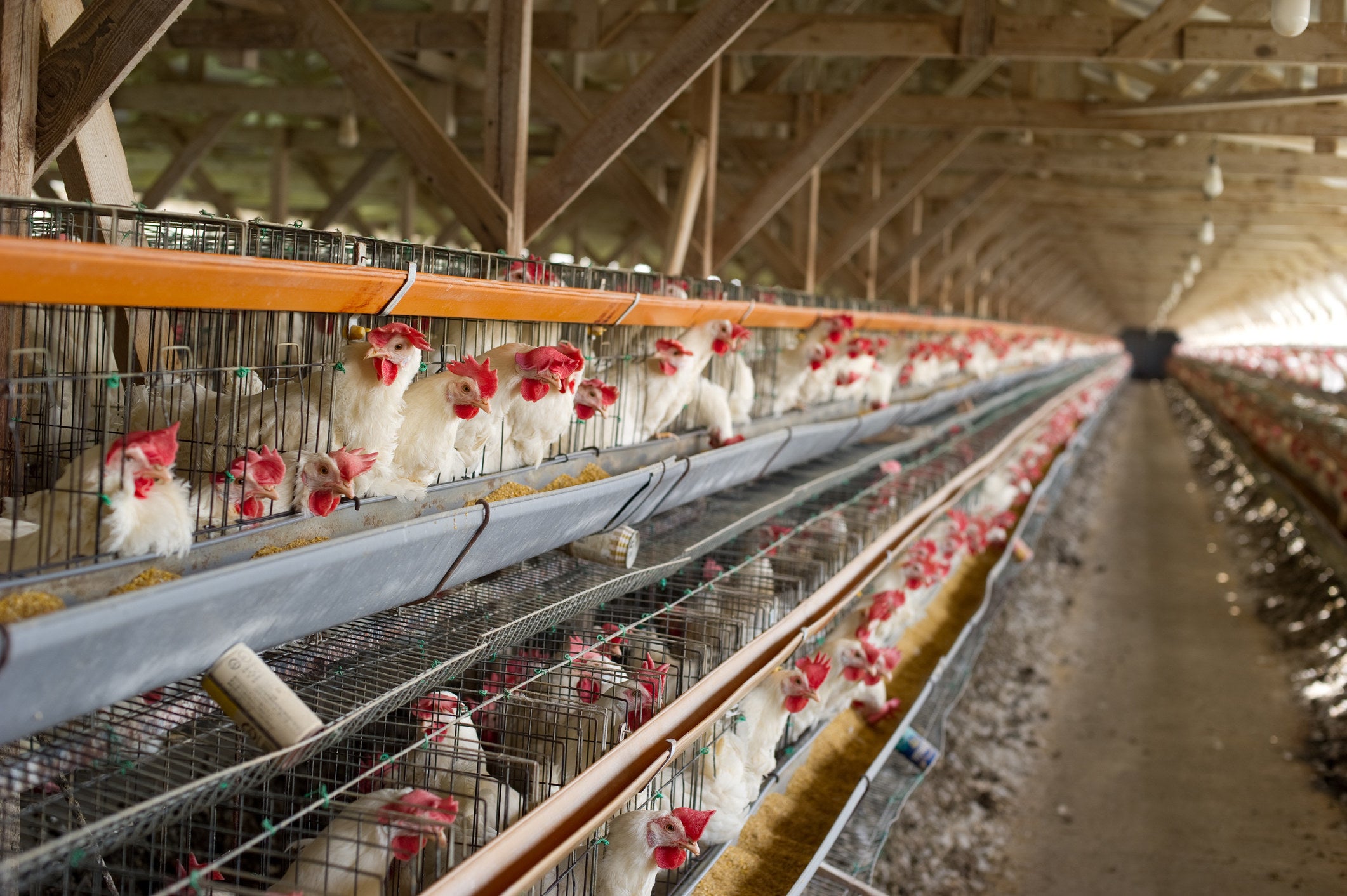 鶏の体温が41度でウイルスは38.5度以上で死滅」は誤り。鳥インフル 
