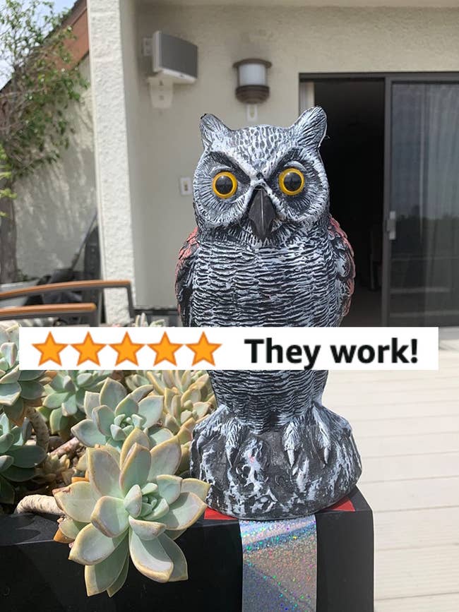 One owl decoy near succulent plants with a snapshot of a 5-star review that says 