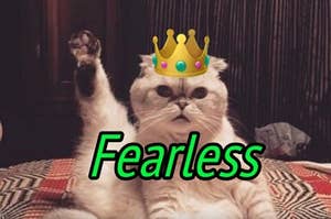 Taylor Swift's cat wearing a crown