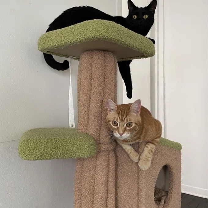 A reviewer&#x27;s orange and black cat on the cat tree
