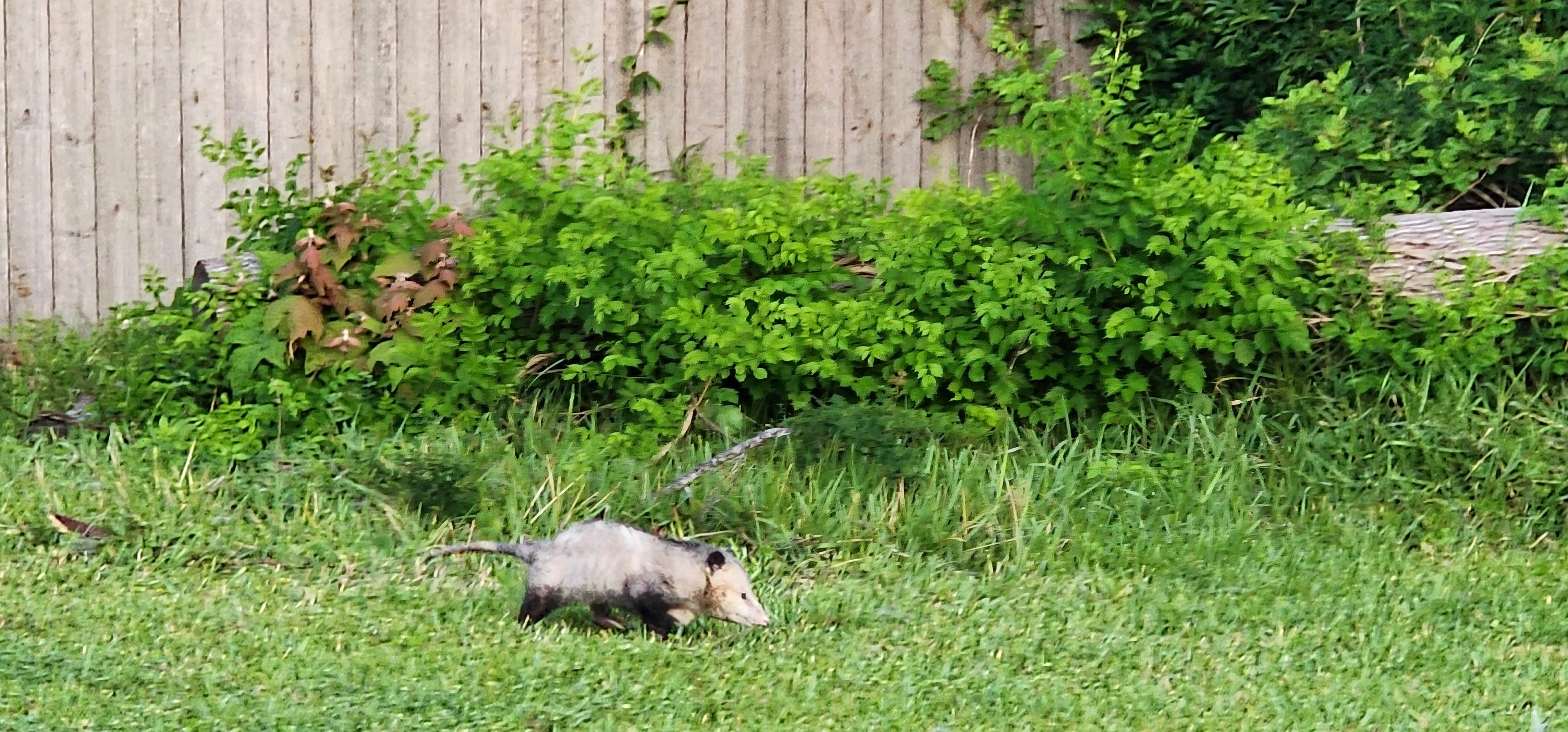 Opossum walking in grass