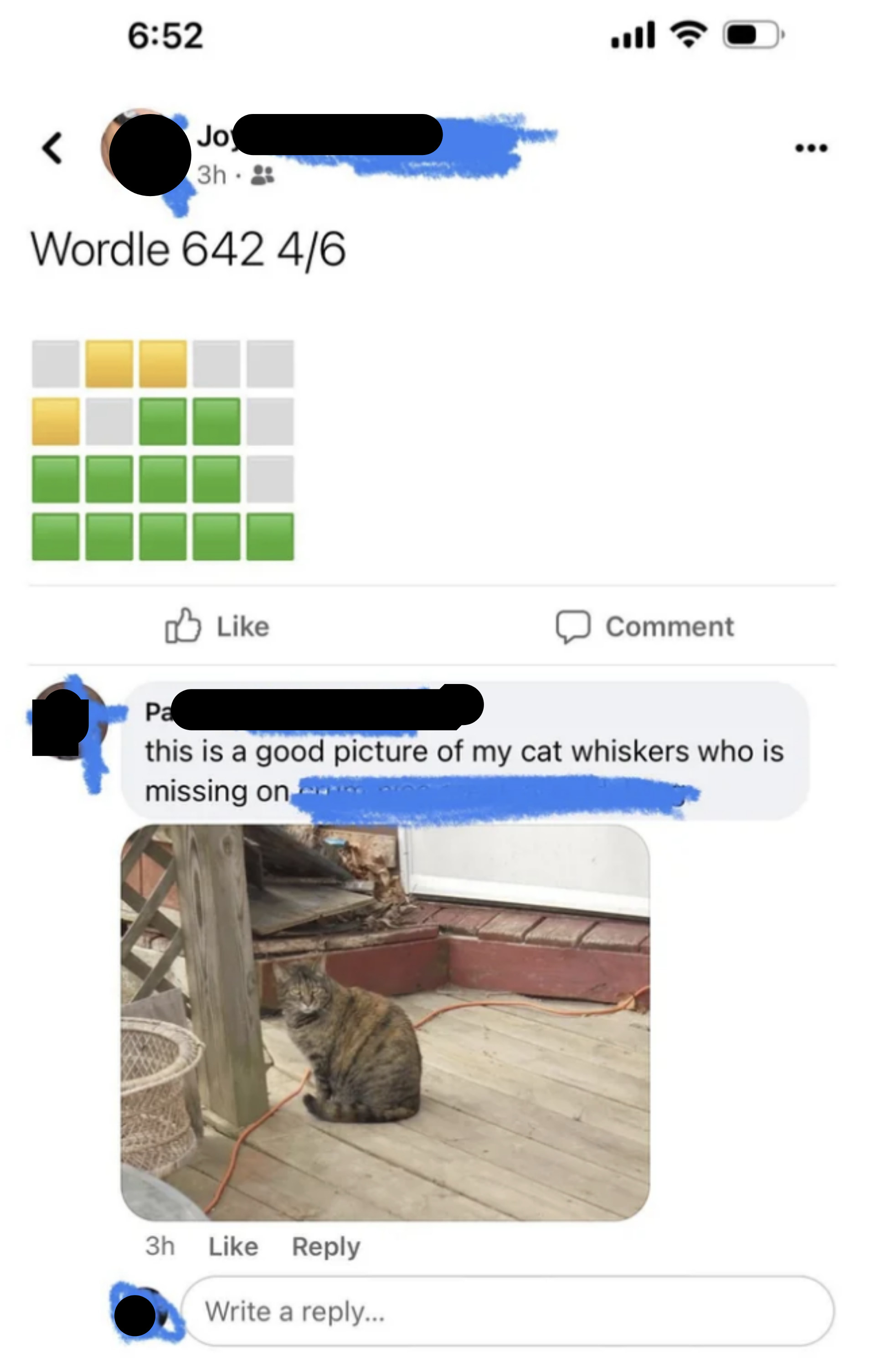 someone responding to a wordle with a photo of their missing cat