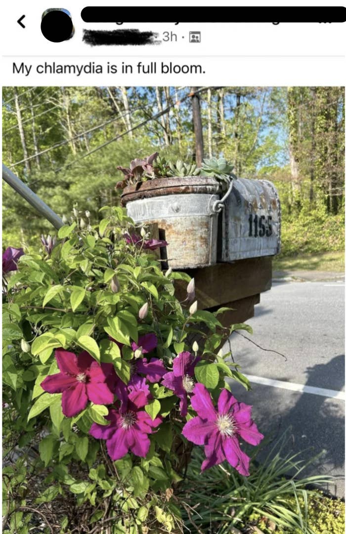 flower around a mailbox with caption reading, my chlamydia is in full bloom