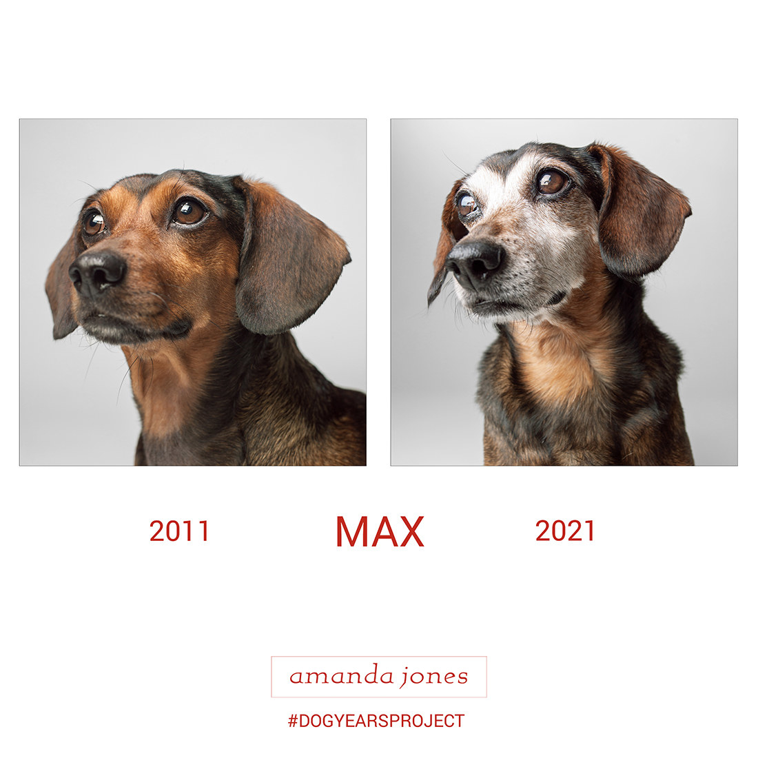 image of a dog taken years apart from 2011 and again in 2021
