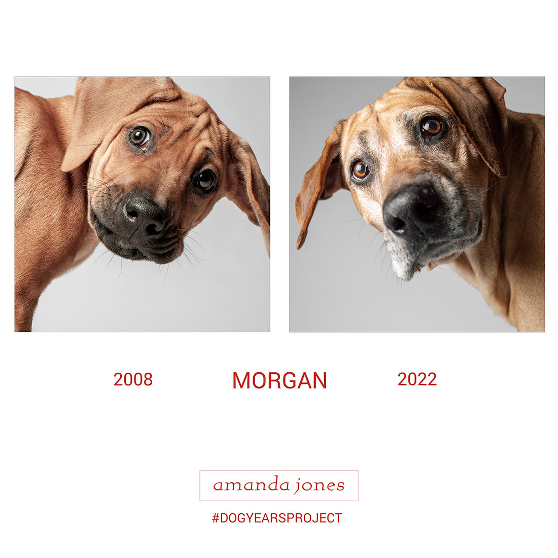 photo of a dog photographed once in 2008 and again in 2022