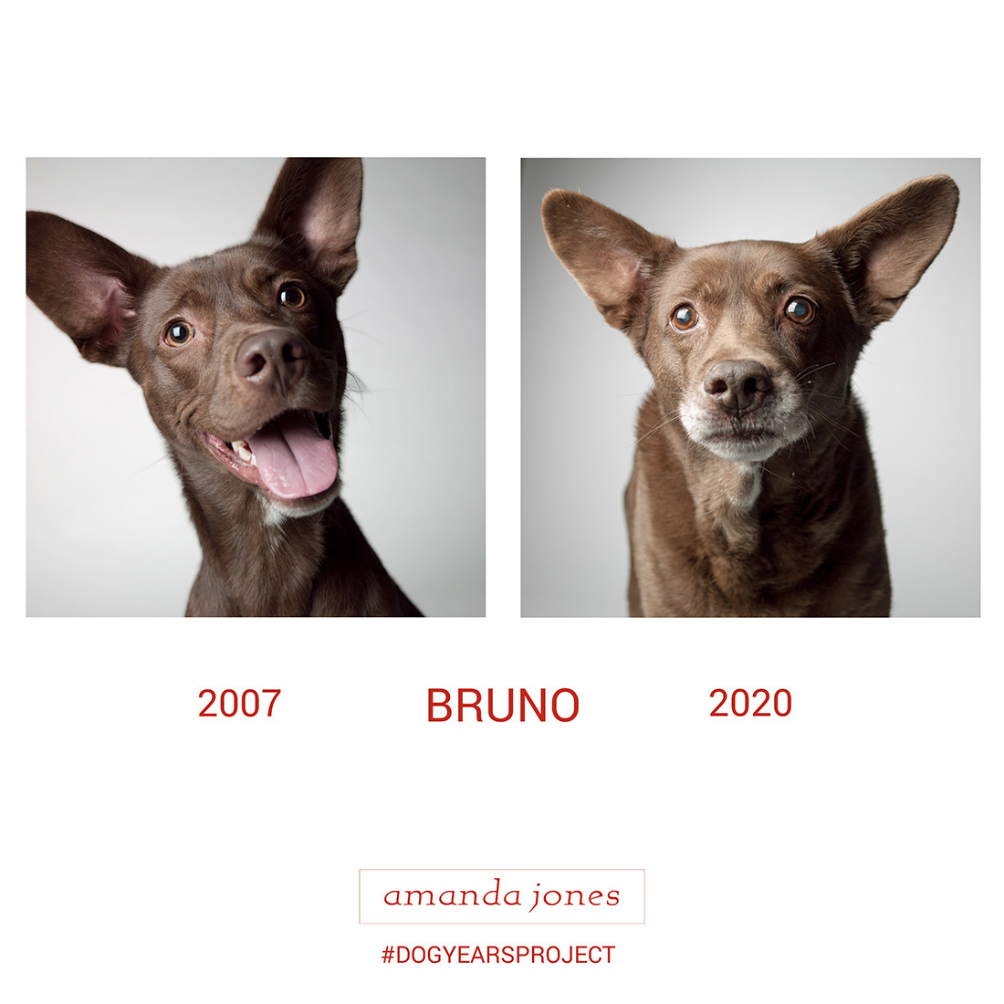 image of one dog taken years apart, from when they were younger to older