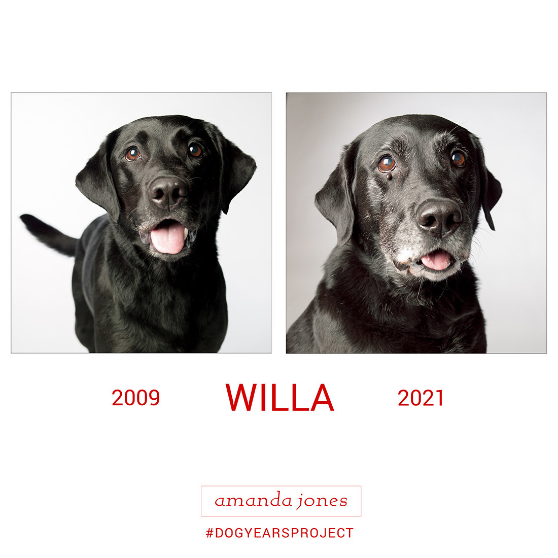 photograph of a dog named willa taken in 2009 and again in 2021