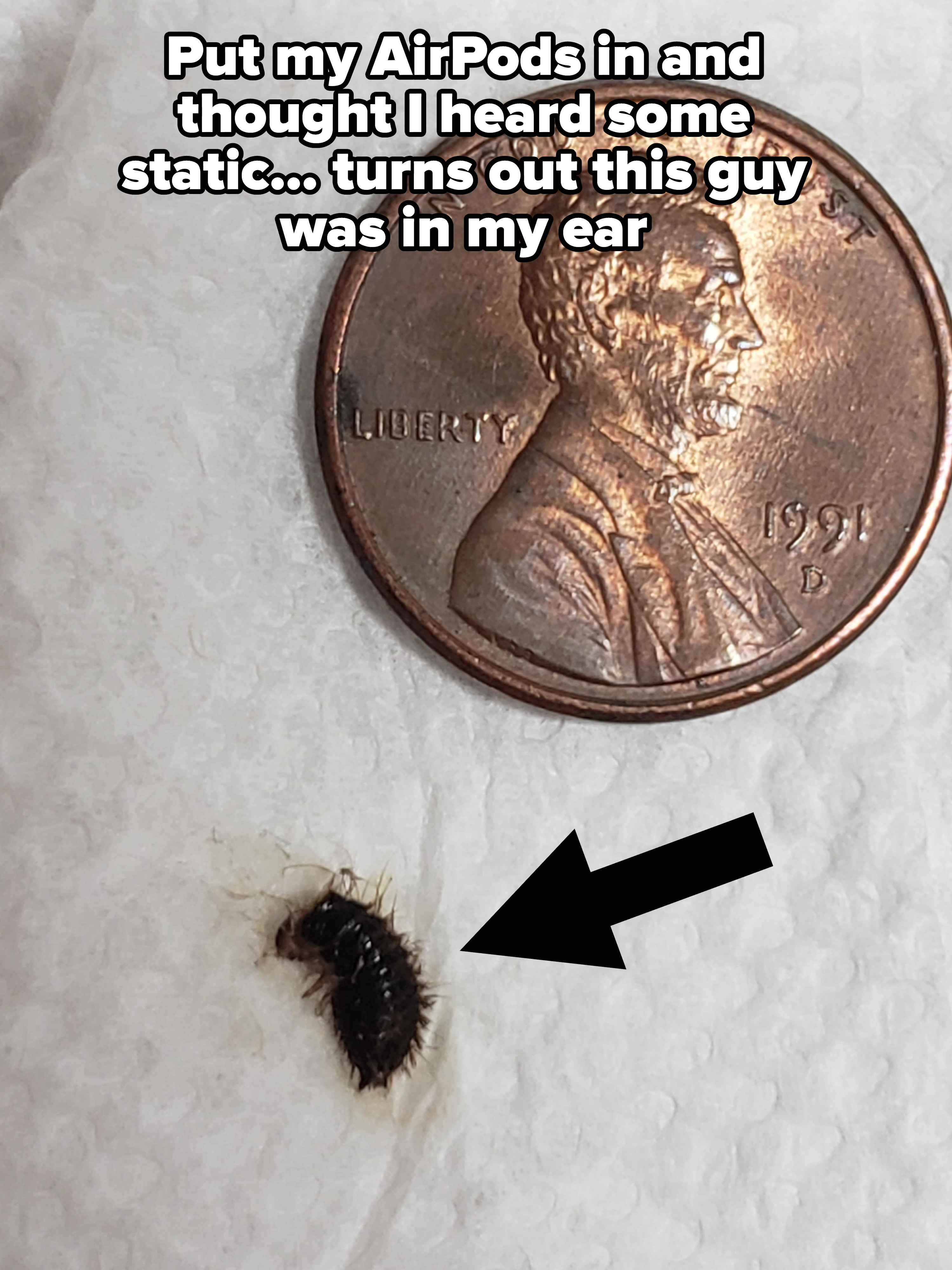 A smallish, furry bug found inside their AirPods