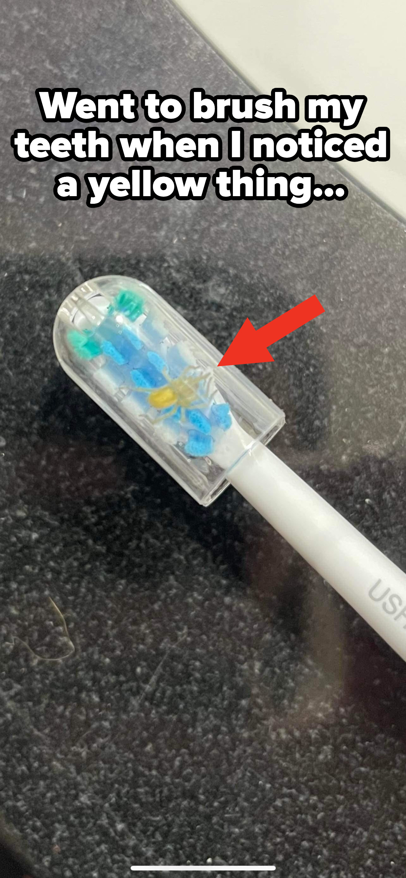 A small yellow spider inside their toothbrush cover