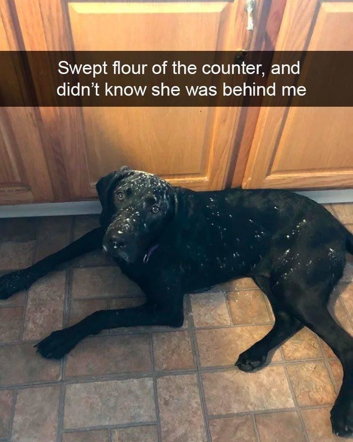 A black dog with white flour on their fur, resting on the floor of a kitchen, after their owner swept flour off the counter