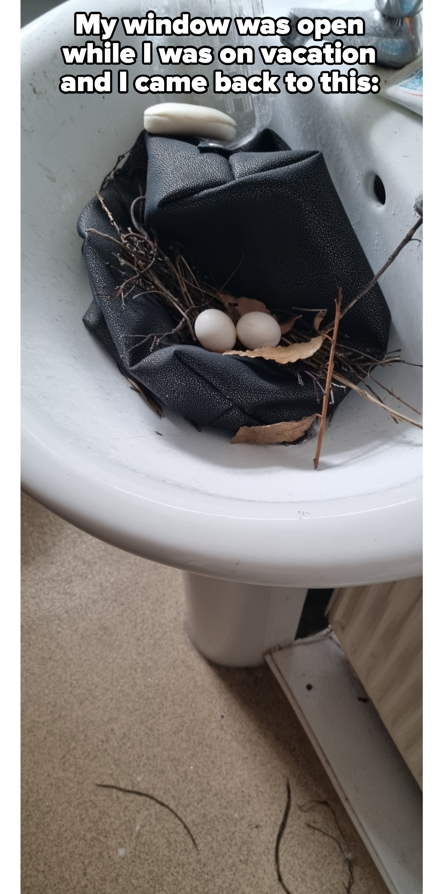 A bird&#x27;s nest and eggs in a bathroom sink
