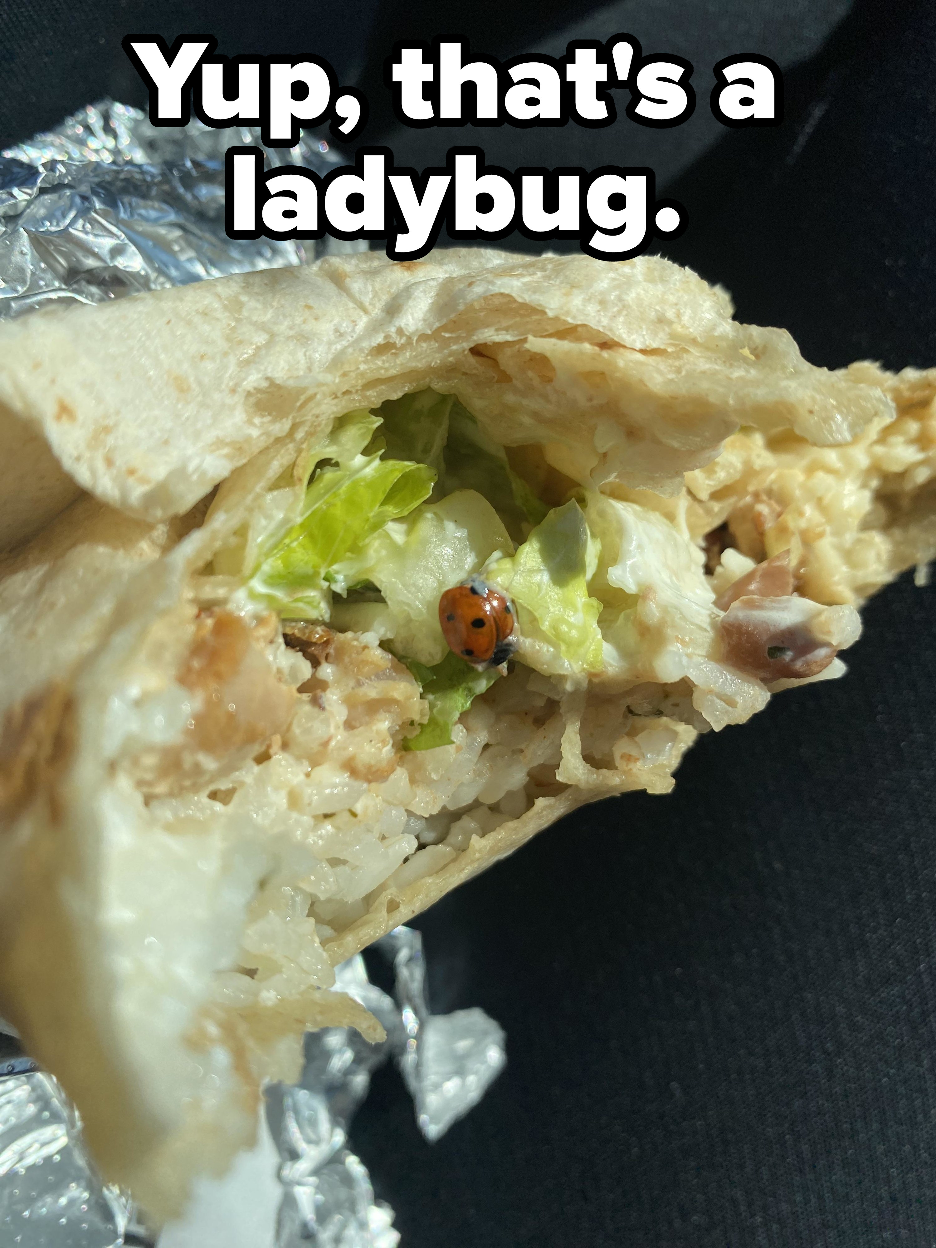 A ladybug inside a burrito