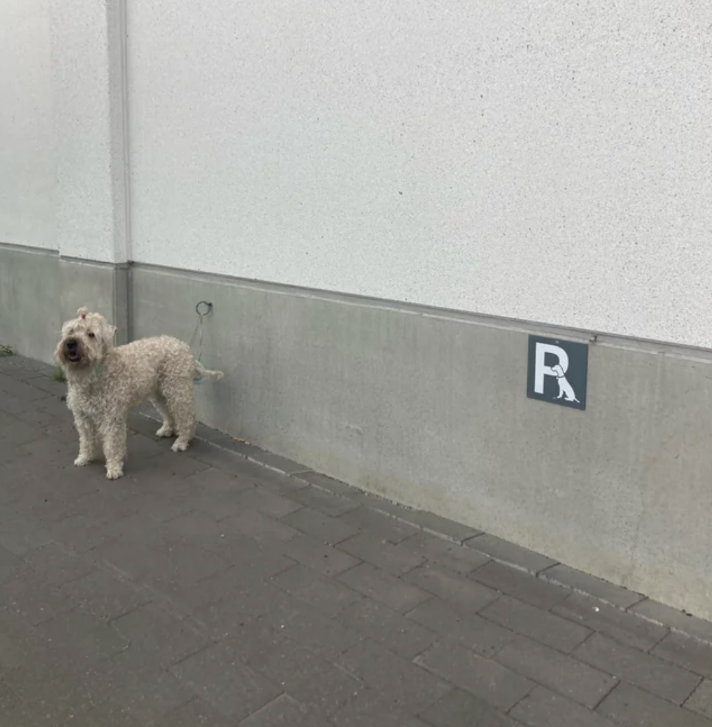 a dog parking lot