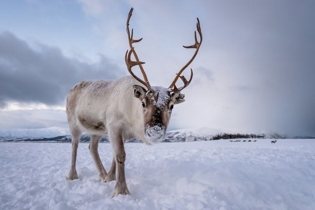 A caribou/reindeer in a snowy field