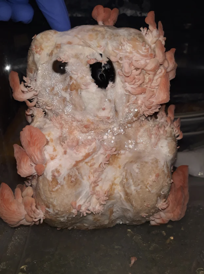 A deteriorating toy bear covered in growths