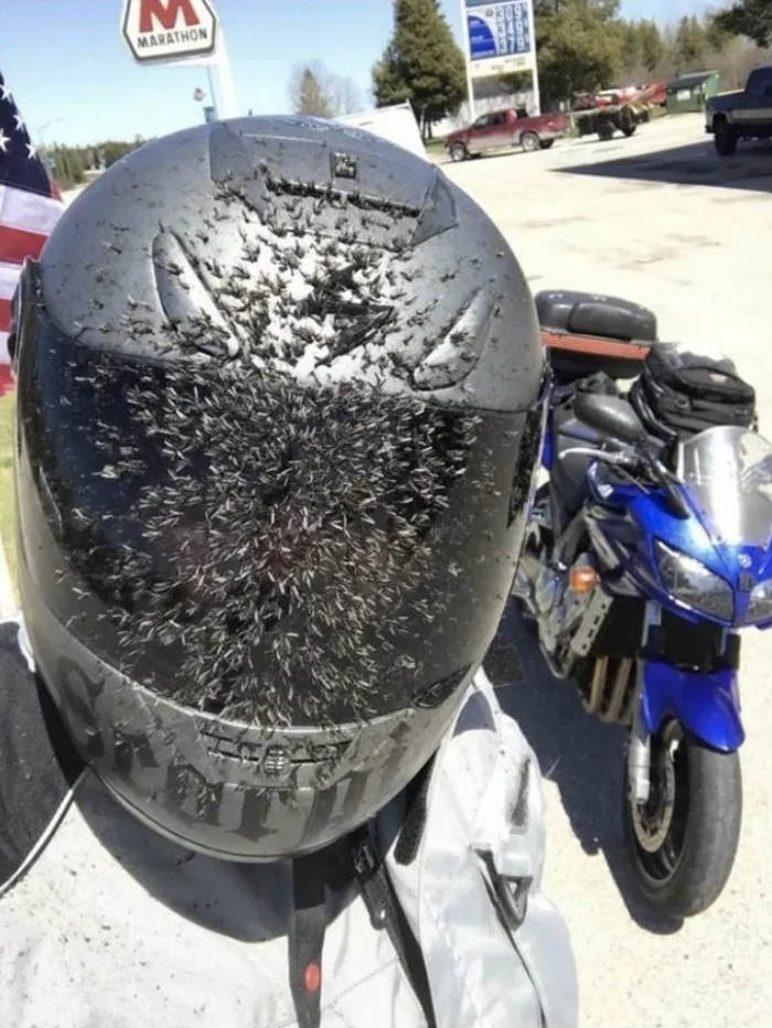 A helmet covered in small bugs
