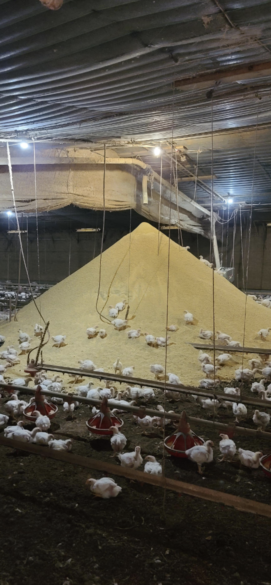 A pile of chicken feed surrounded by chickens