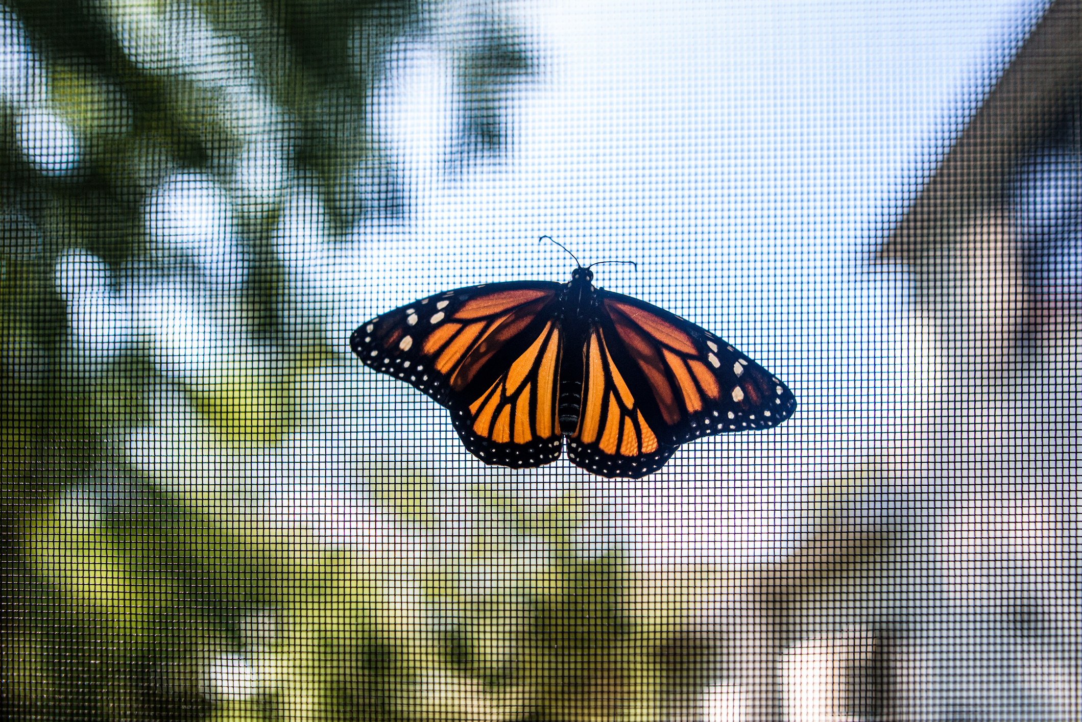 A butterfly on a window screen