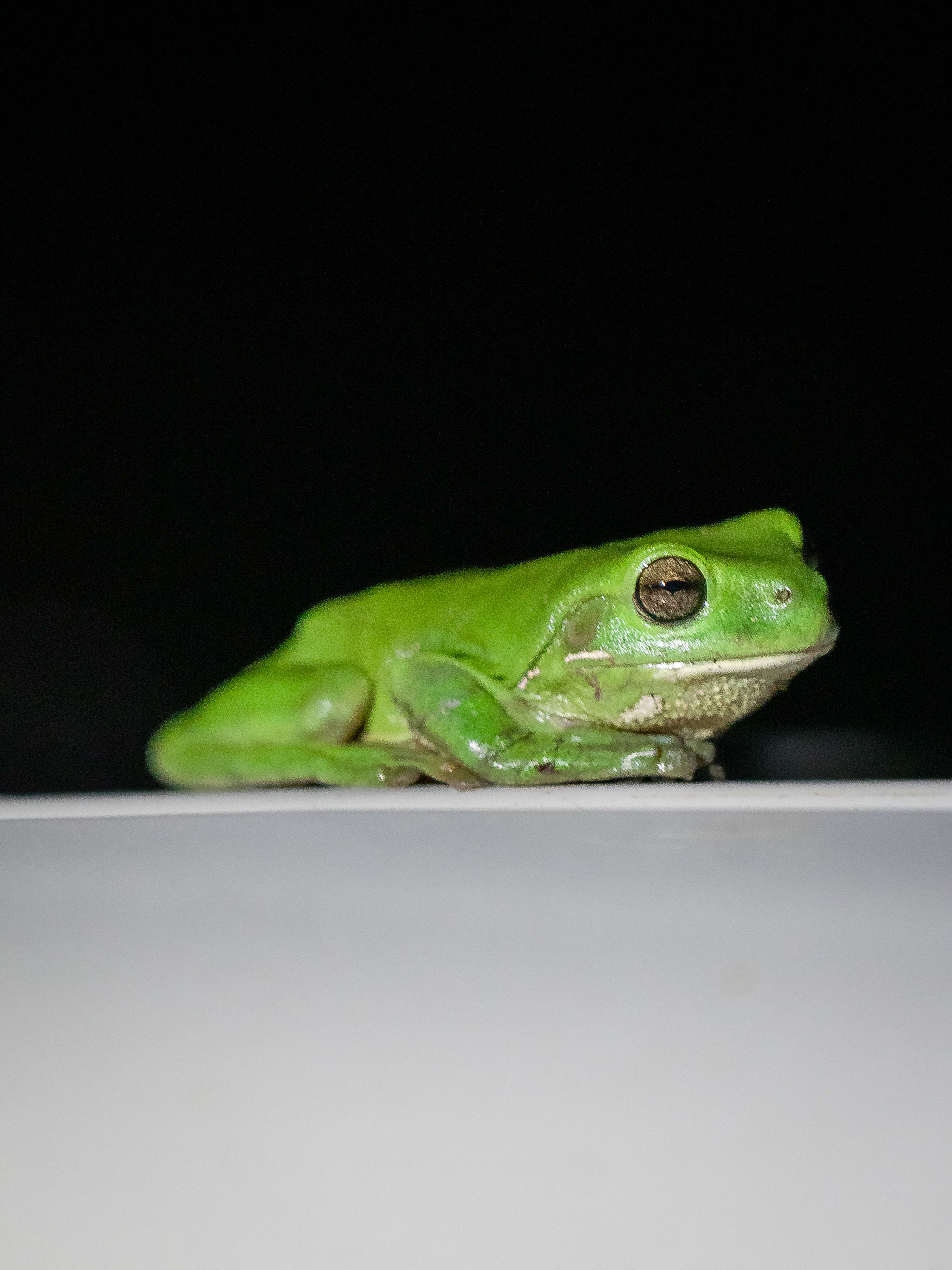Photo of a frog on top of a van