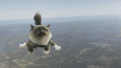 a cat sky dives
