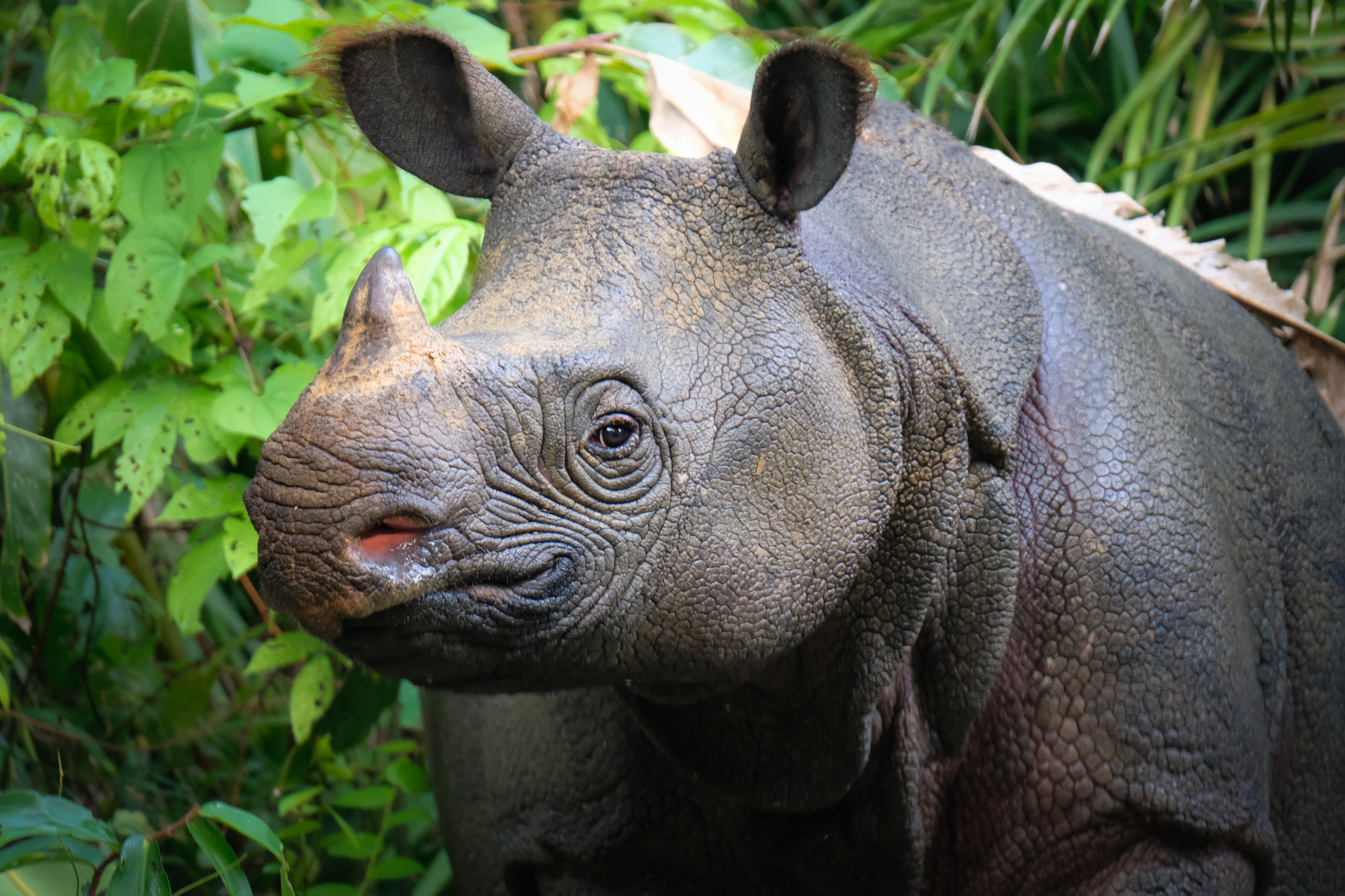 A close-up of a rhino looking at the camera