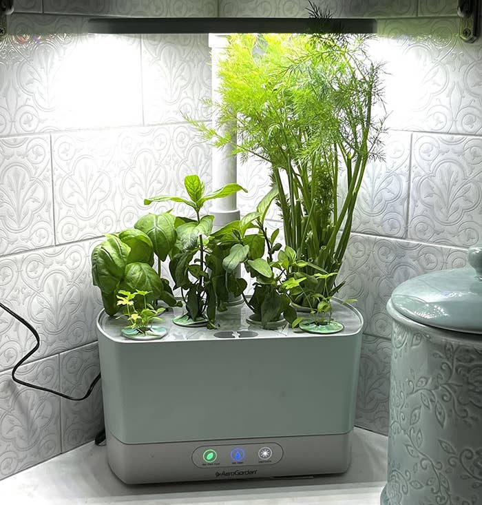 Reviewer photo of the herb garden on a countertop