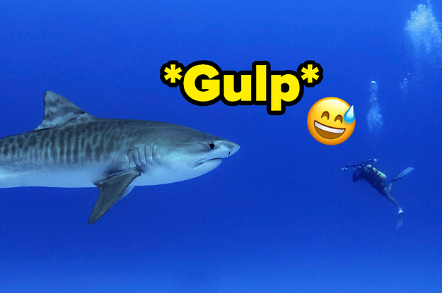 Unleash Your Inner Jaws And Find Out Your True Shark Type In Just 5