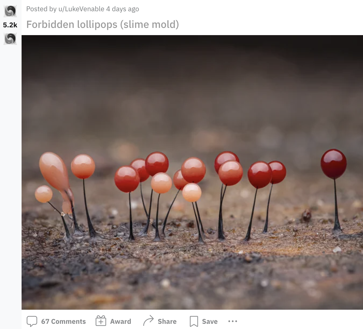 shiny orbs on sticks that resemble lollipops