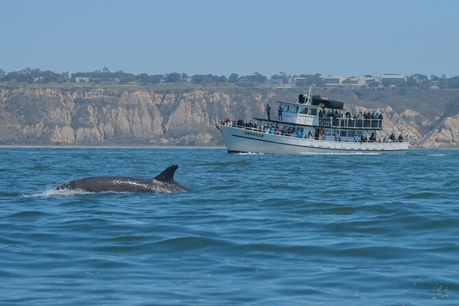 A dolphin swimming in the ocean. A tour boat in the background