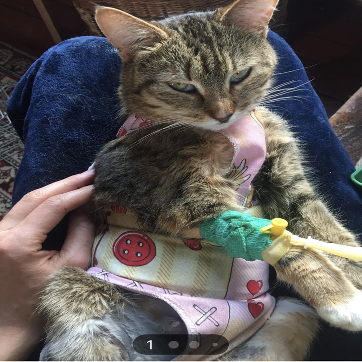 14 Before & After Photos Of Rescued Reddit Pets