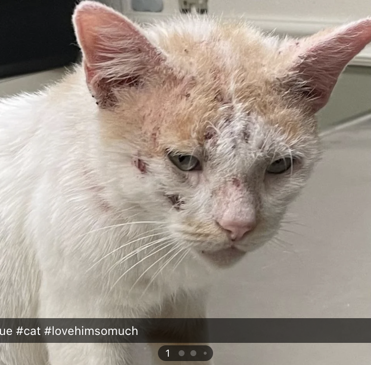 cat with a ton of scratches and wounds on its face