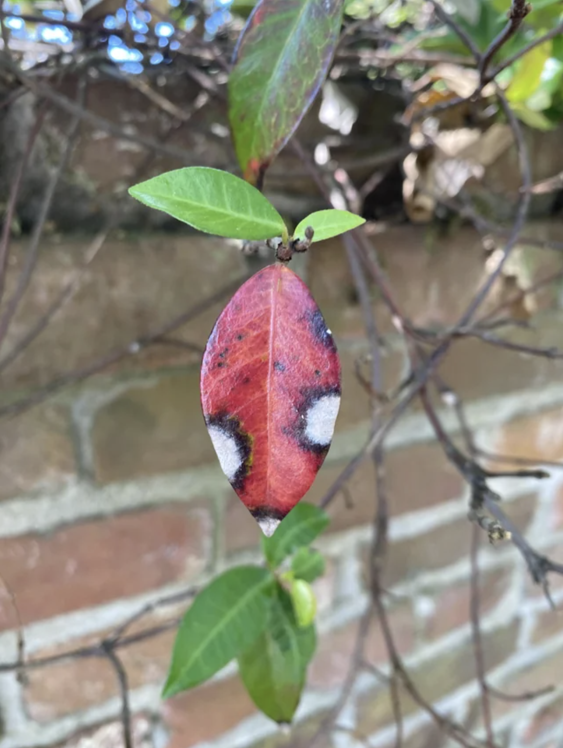 leaf looks like it&#x27;s wearing a spider-man mask