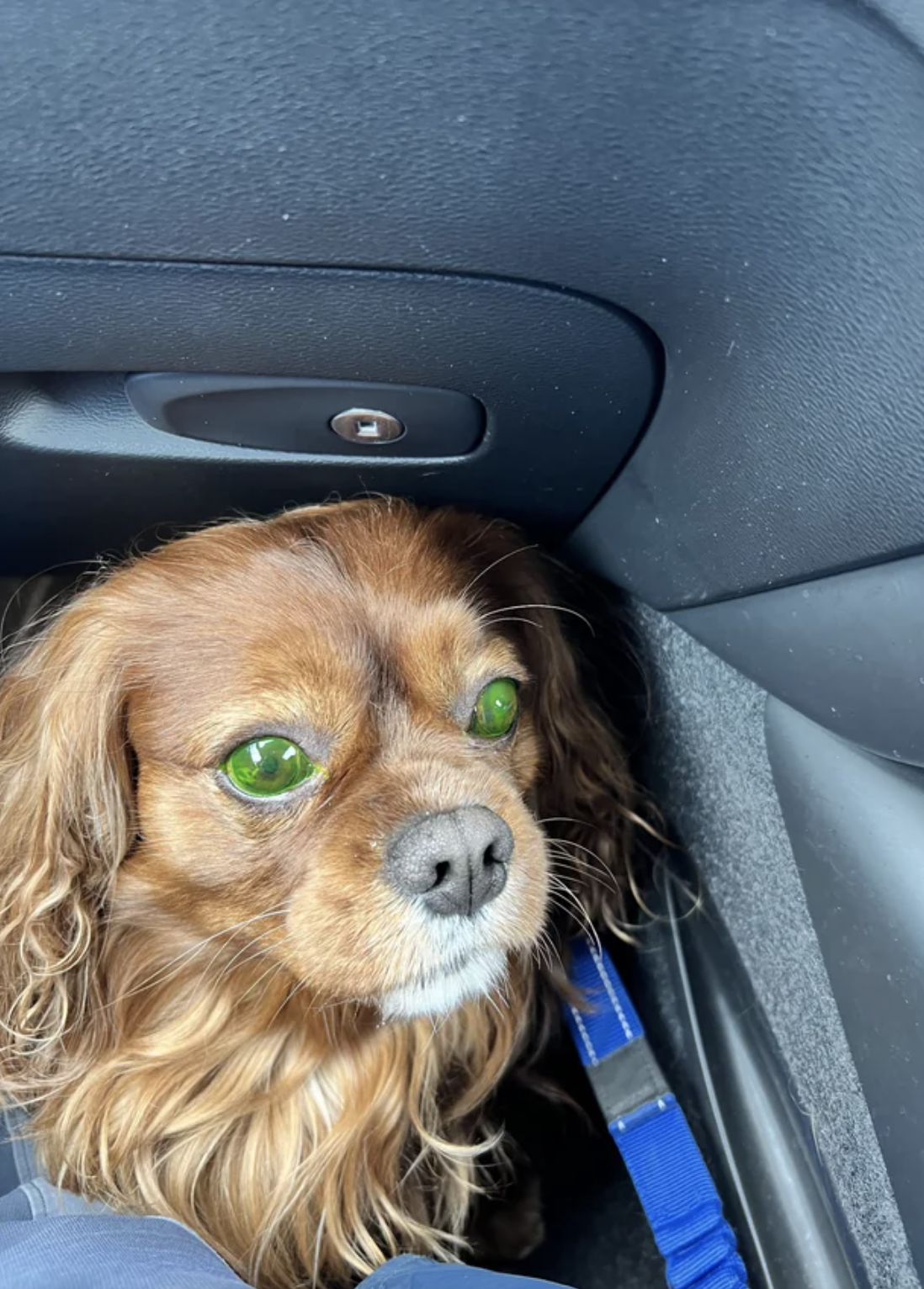 dog with neon green eyes