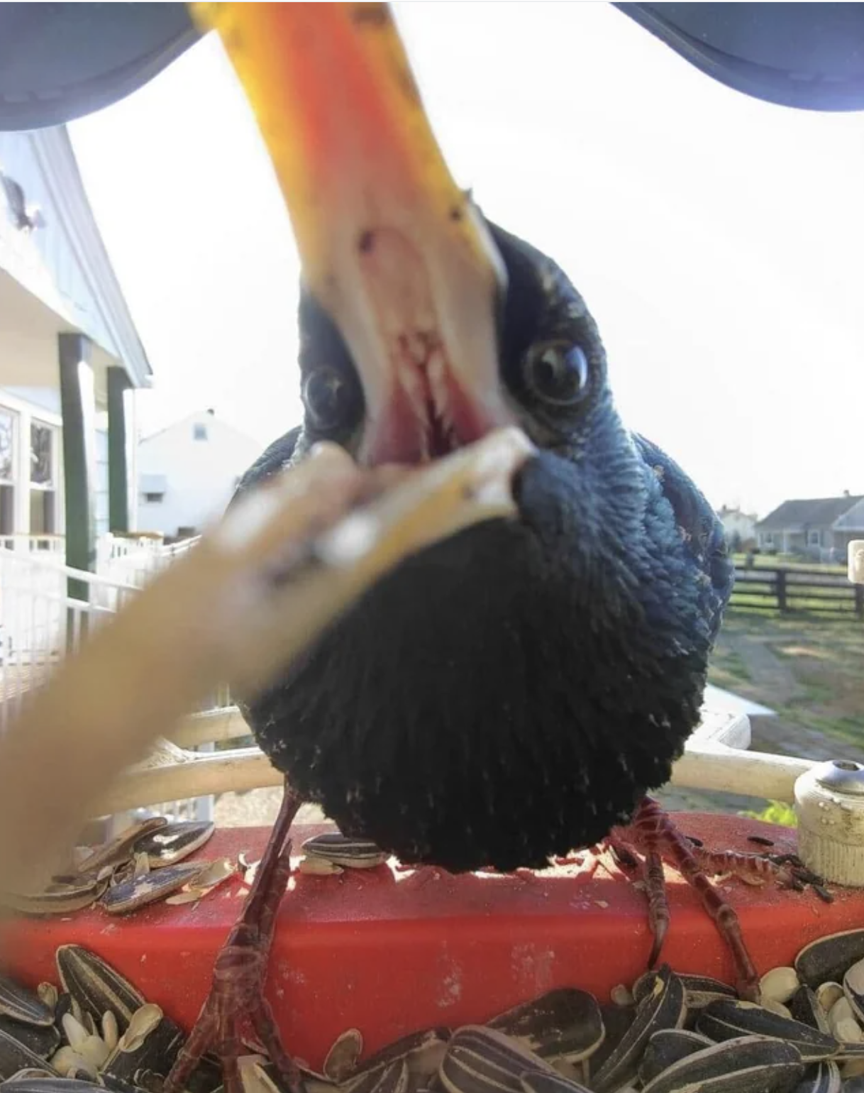 opening of the bird&#x27;s mouth with tiny teeth