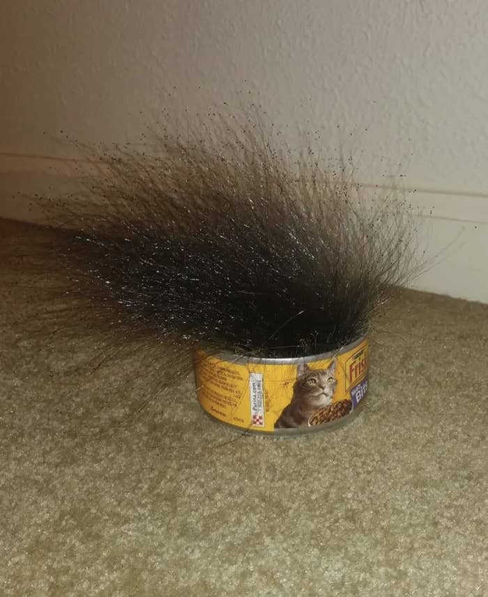 cat food tin with long growing hairs coming out of the top