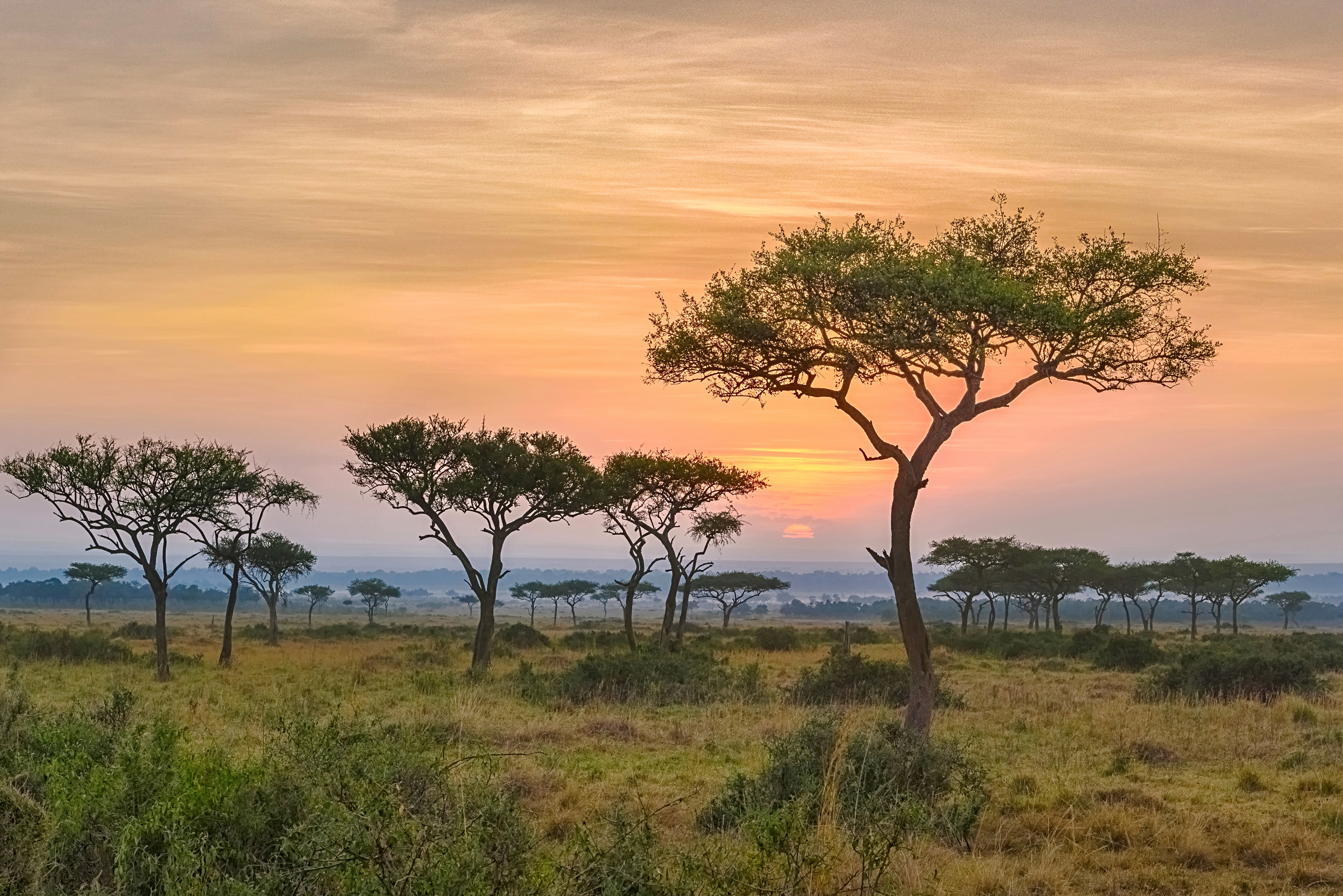 Trees at sunset in Kenya