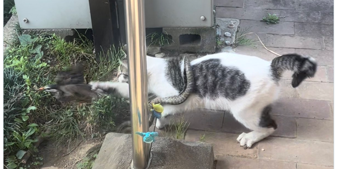 どうしてこうなった…!? 自宅の庭に現れたノラ猫の情報量が多すぎてもはや“鵺”