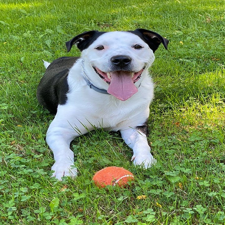 reviewer's large dog in the grass next to a large orange tennis ball